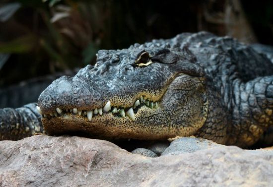 aligator Biznes z hobby – przytulanie aligatora 